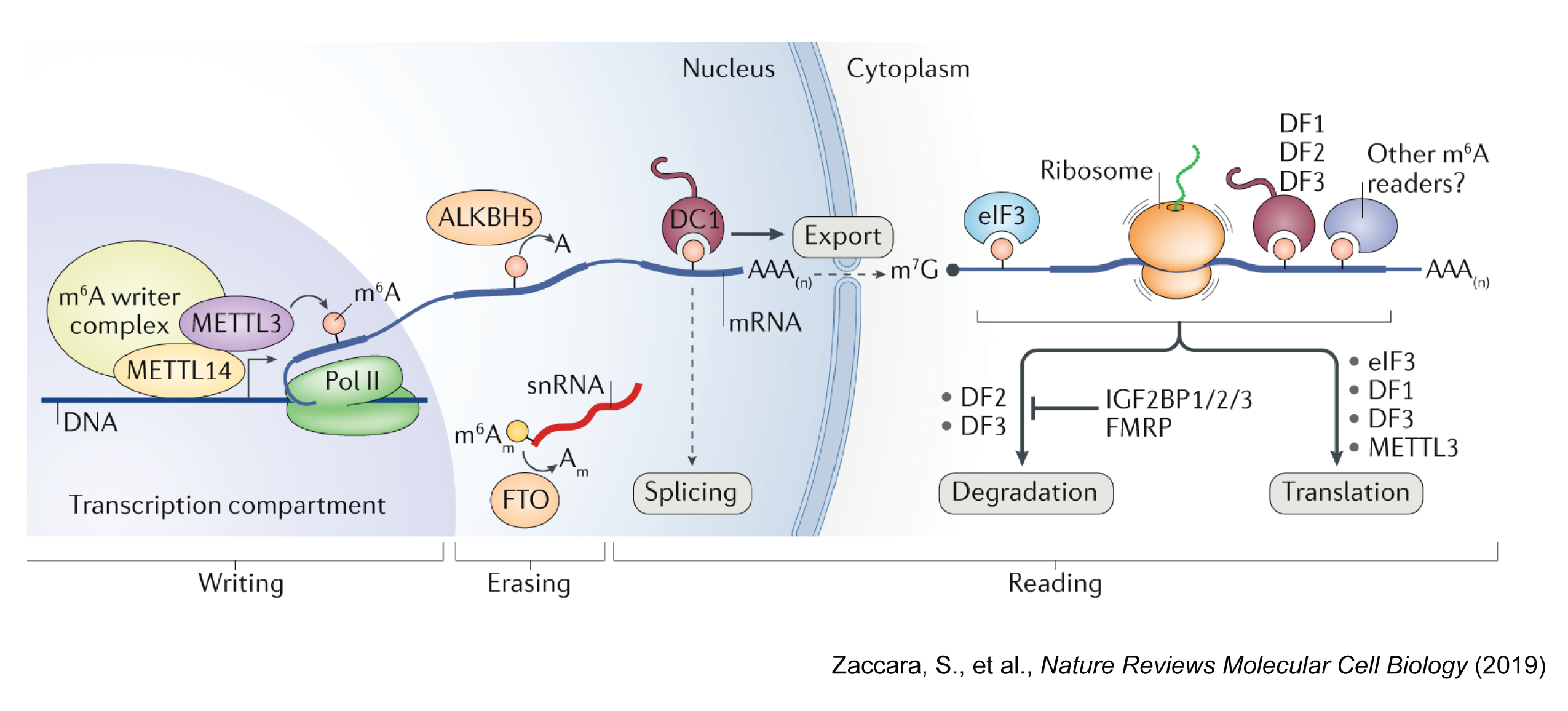 RNA methylation