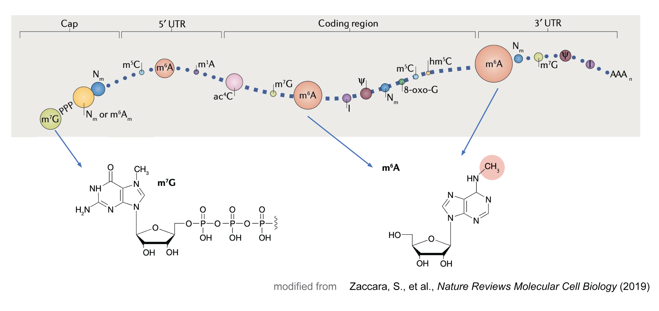 RNA modification