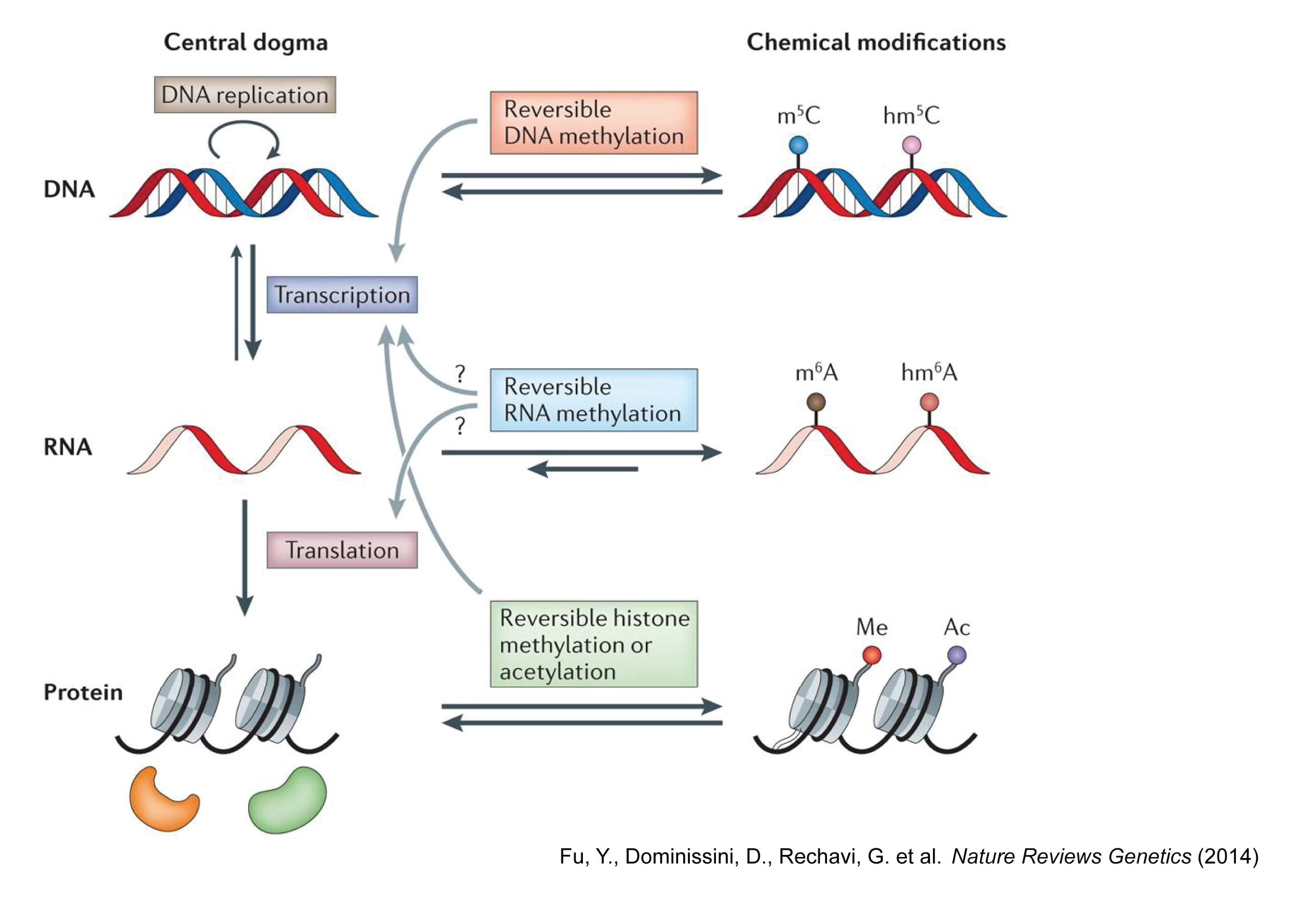 Central_dogma