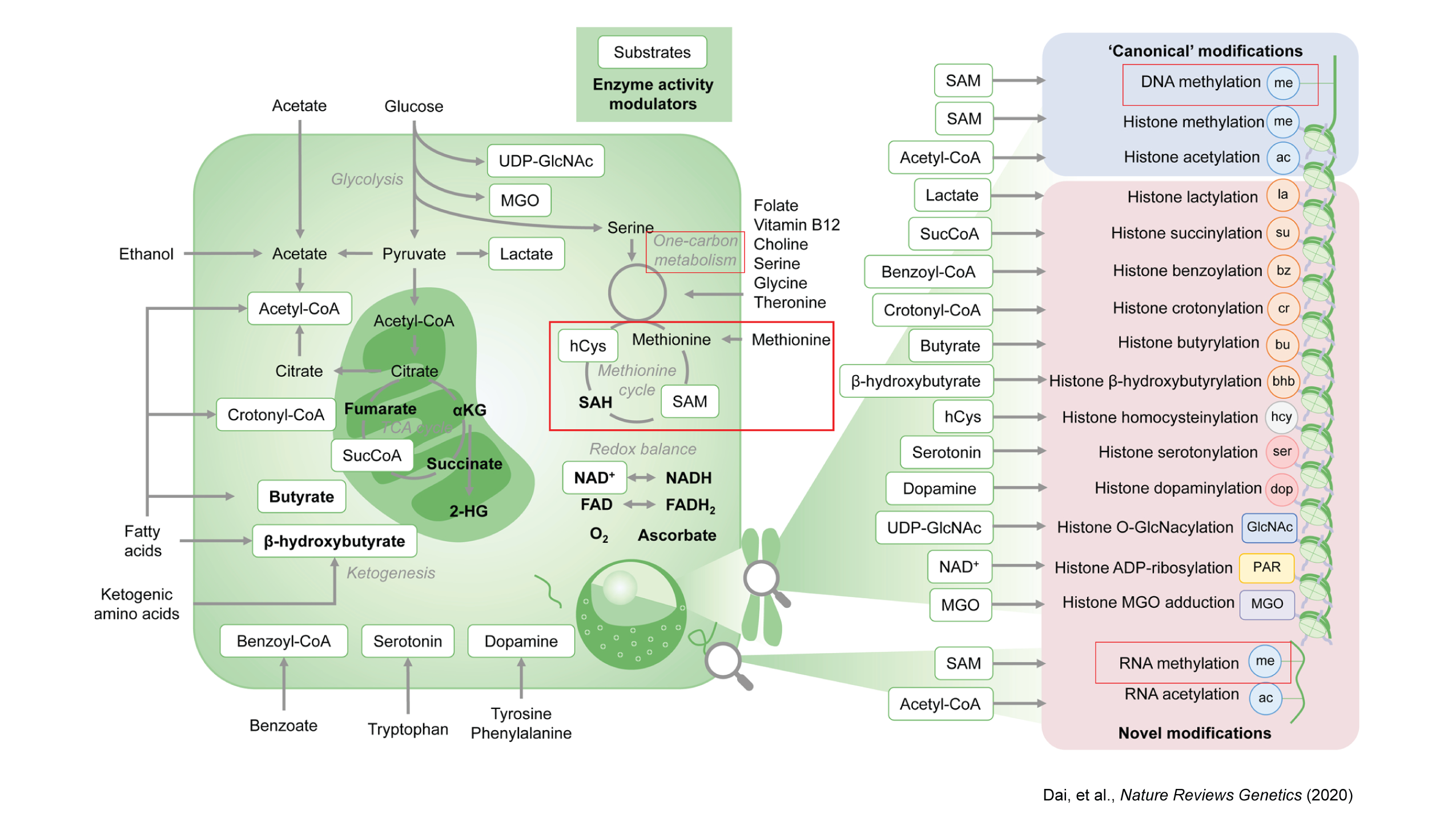 Metabolic landscape